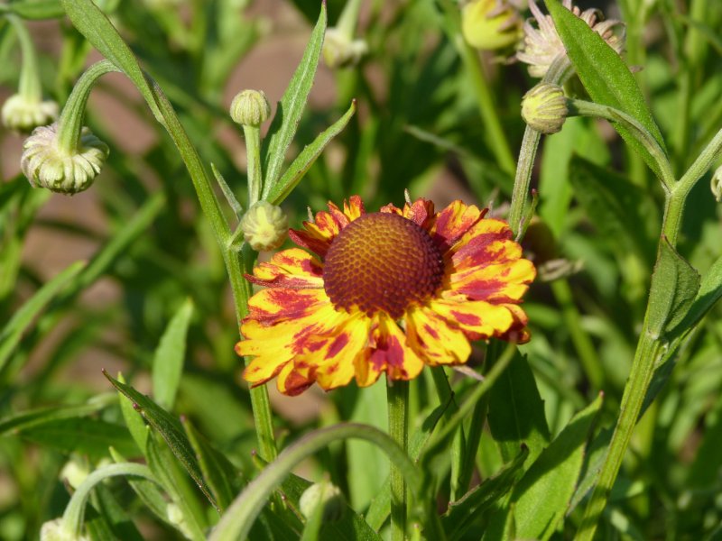 Helenium.JPG