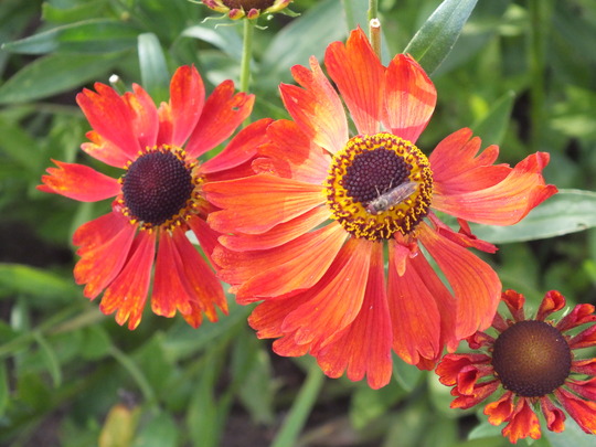 helenium2.jpg