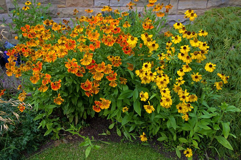 Heleniums-Anne's.jpg