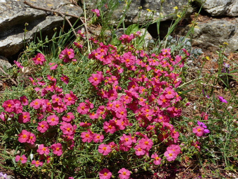 Helianthemum Bunbury.JPG