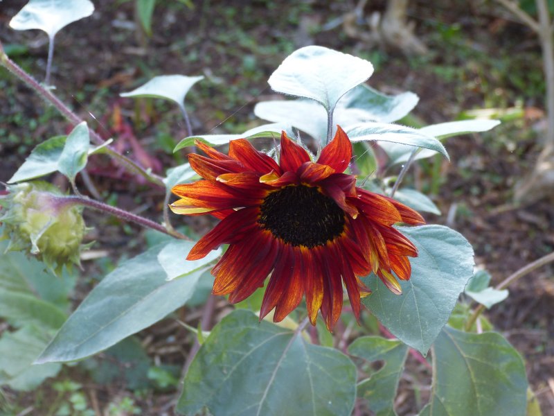 Helianthus 3.JPG