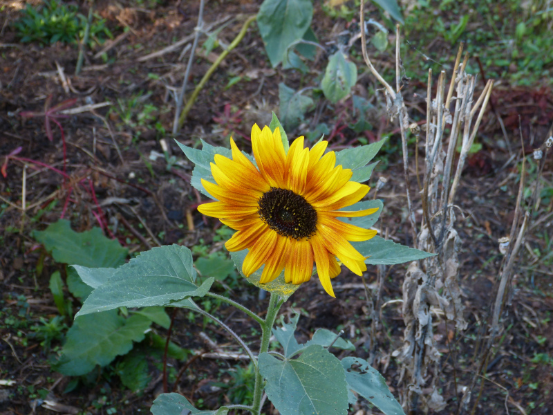 Helianthus 4.JPG