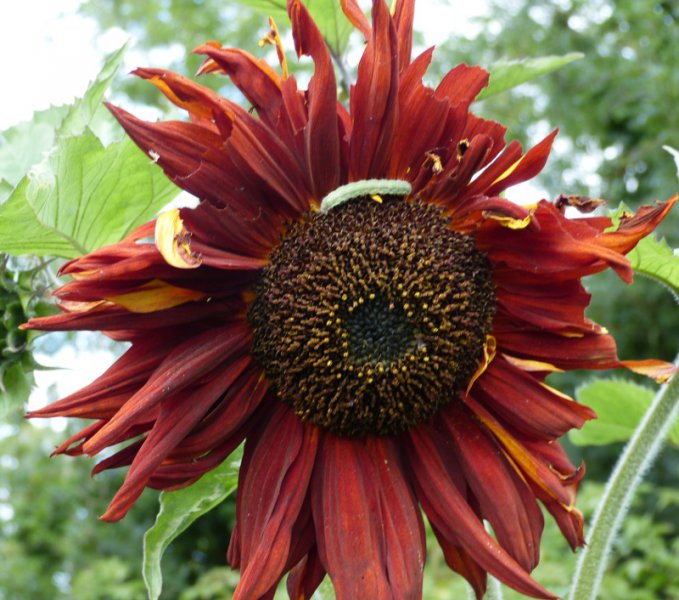 Helianthus annuus and caterpillar.JPG