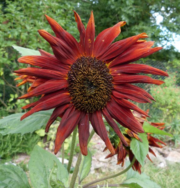 Helianthus annuus.JPG