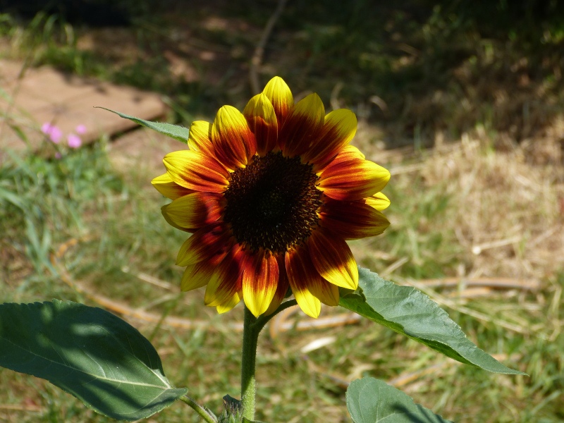 Helianthus Harlequin.JPG