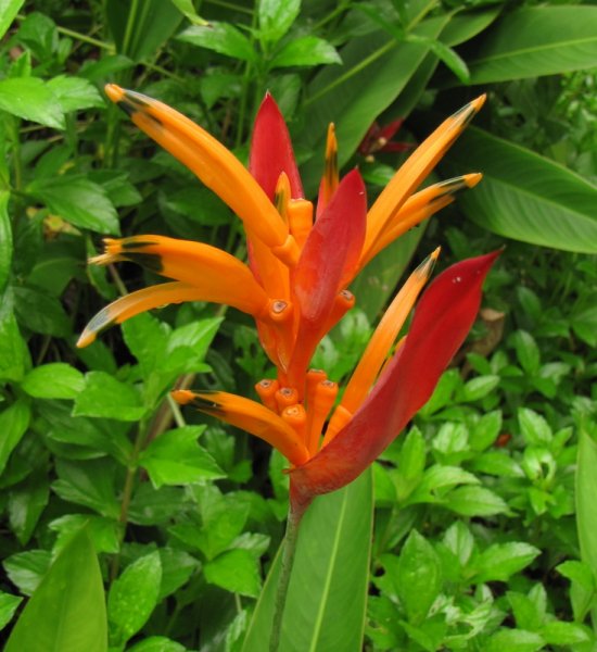 HELICONIA  PSITTACORUM  SASSY 20-11-2010 09-55-25.jpg