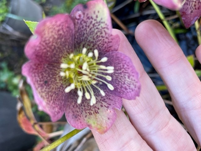 Hellebore 2.jpg