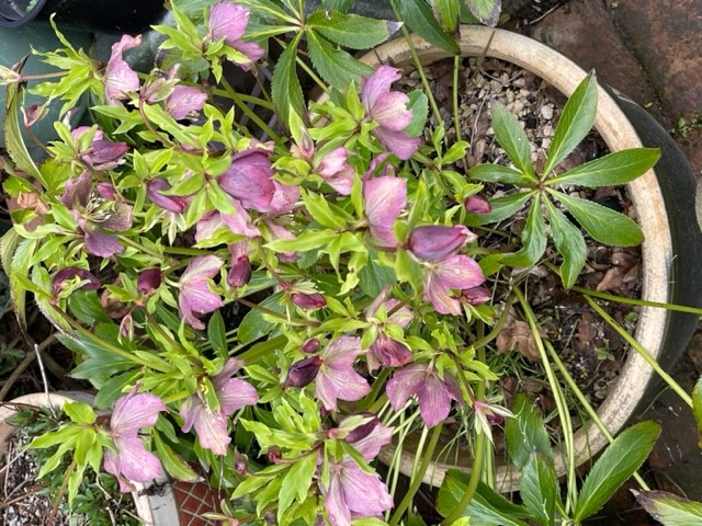 Hellebore 4.jpg