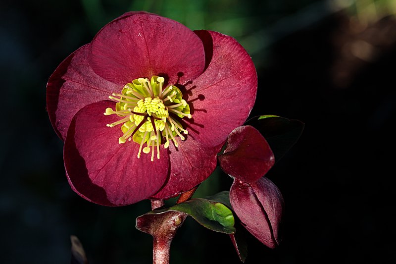 Hellebore-Anna's-Red-2.jpg