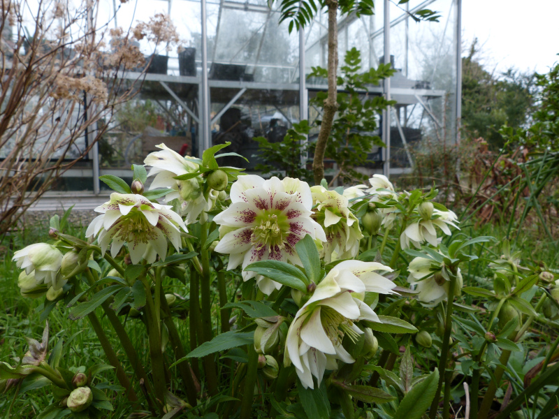 Hellebore Freckled double..JPG