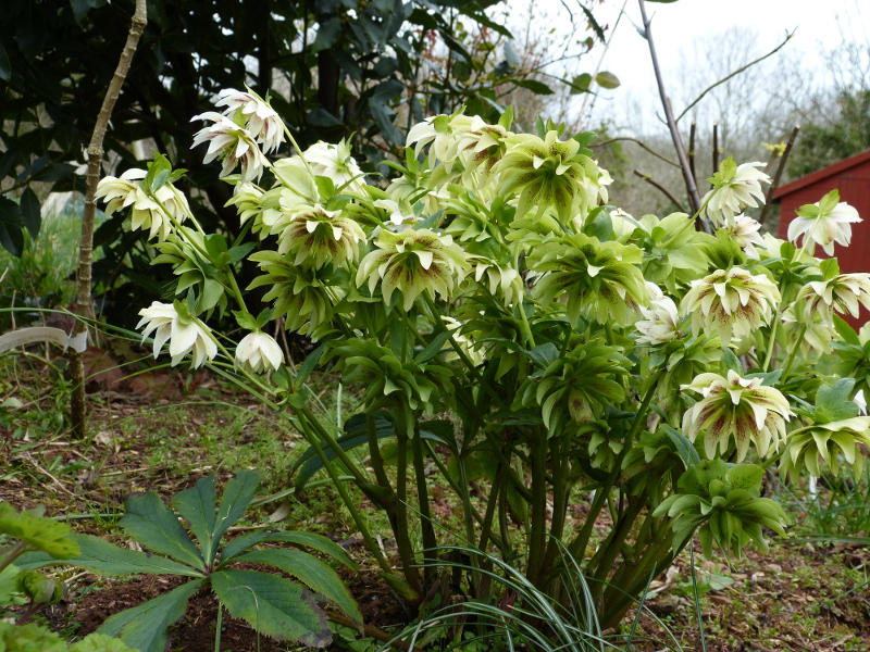 Hellebore Freckles.JPG