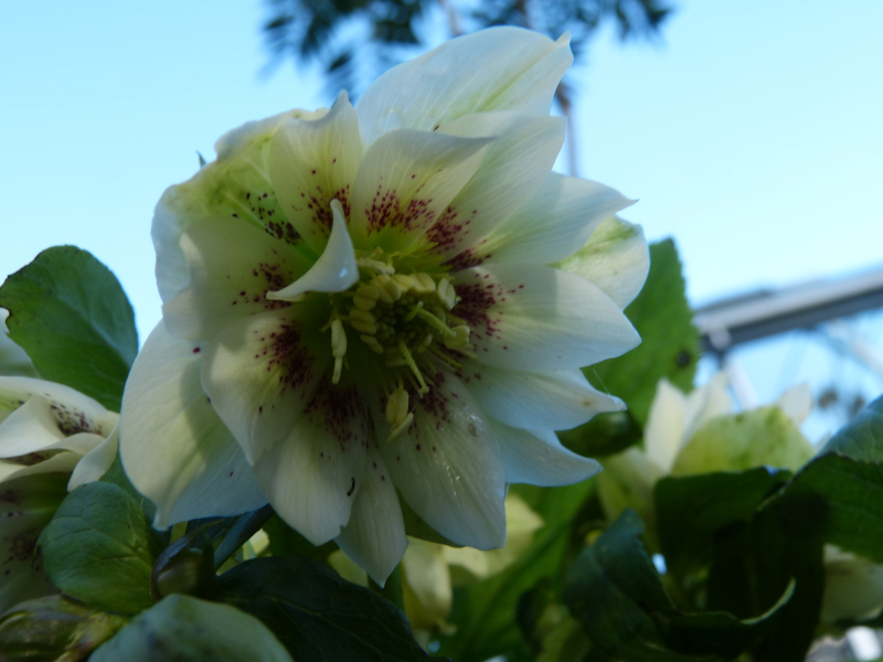 Hellebore hybrid Freckles.JPG