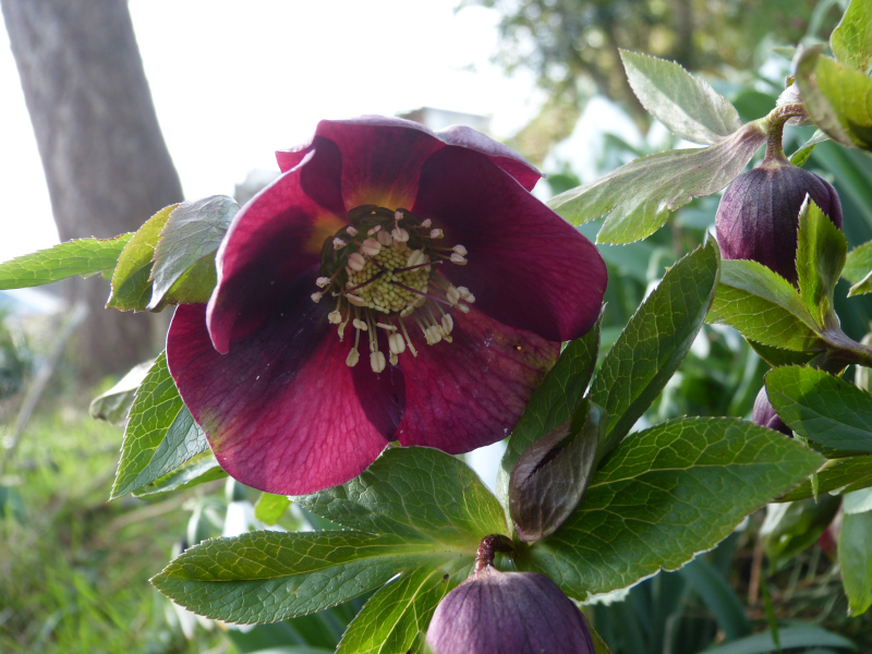 Hellebore seedlimg.JPG