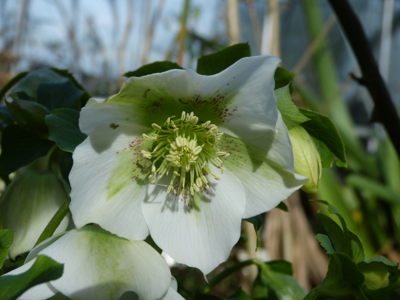 Hellebore seedling 2.JPG