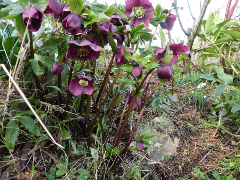 Hellebore seedlings.JPG