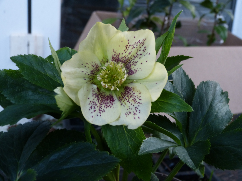 Hellebore Viv Maeva Yellow .JPG