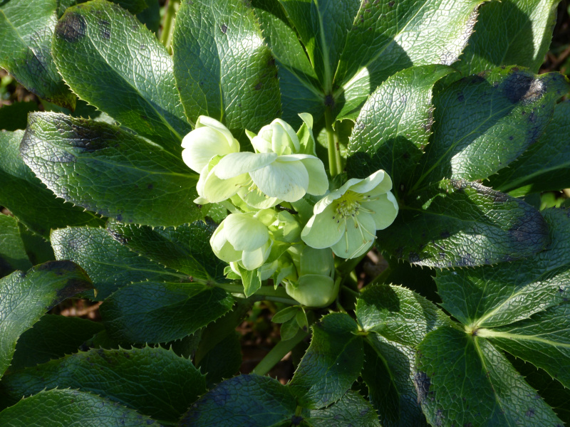 Helleborus argutiflorus.JPG