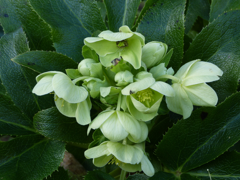 Helleborus argutifolia.JPG