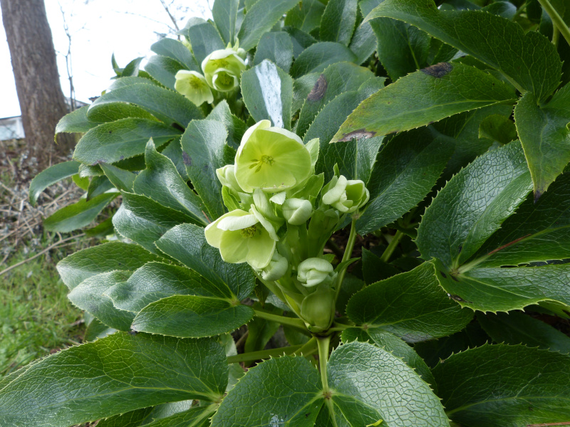 Helleborus argutifolius.JPG