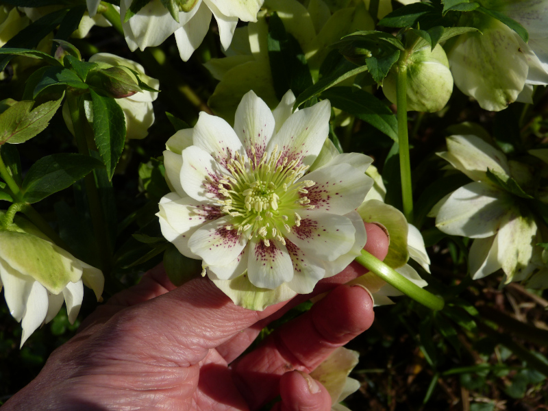 Helleborus Freckles.JPG