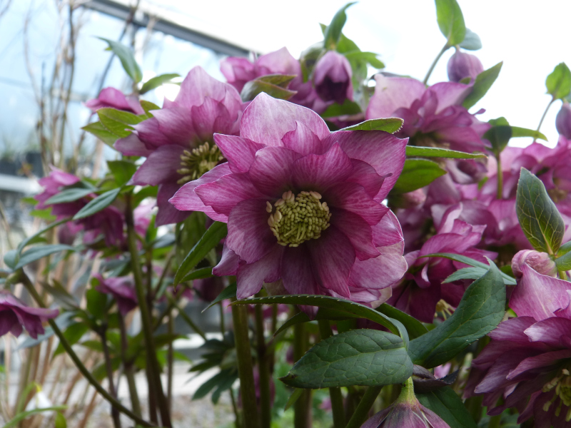 Helleborus hybrid 1.JPG