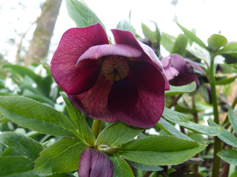 Helleborus hybrid 2.JPG