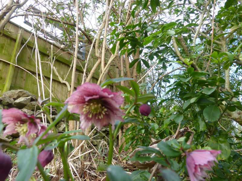 Helleborus hybrid 3.JPG