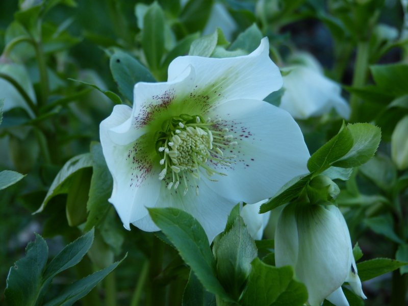 Helleborus hybridus.JPG