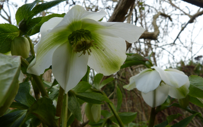 Helleborus seedling.JPG