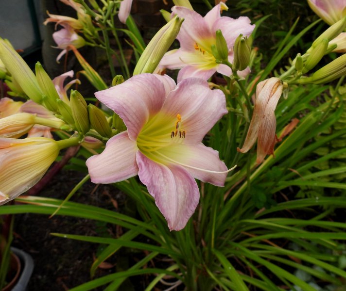 hemerocallis Catherine Woodbury.JPG