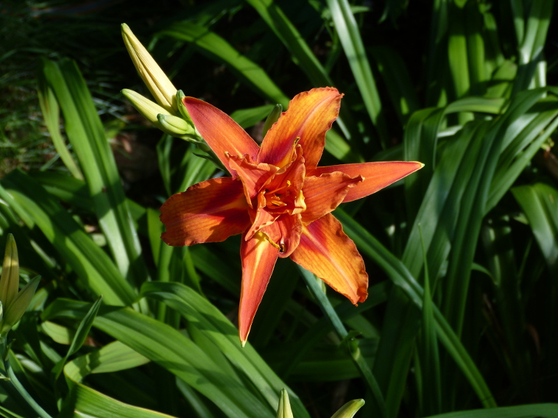 Hemerocallis fula flore pleno 2017.JPG