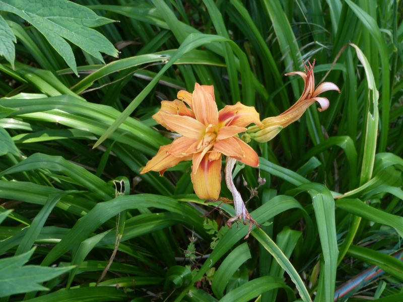 Hemerocallis.JPG