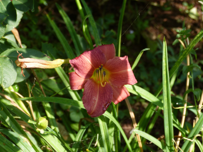 Hemerocallis Little Wine Cup 2.JPG