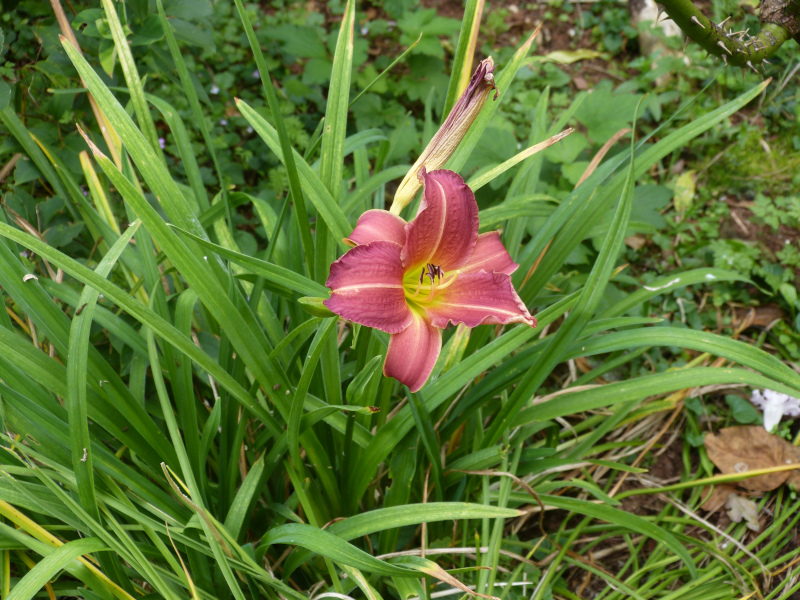 Hemerocallis Little Wine Cup 2.JPG