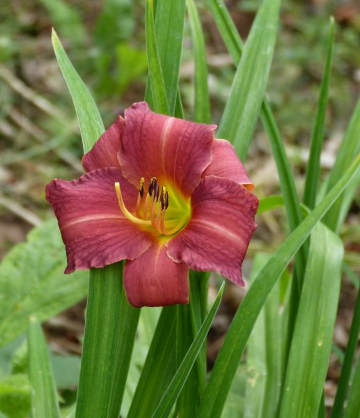 Hemerocallis Little Wine Cup.JPG