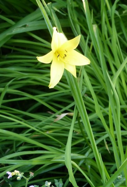 Hemerocallis middendorfi.JPG