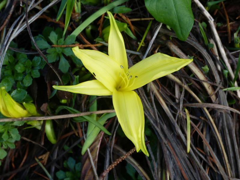 Hemerocallis middendorfii 1.JPG