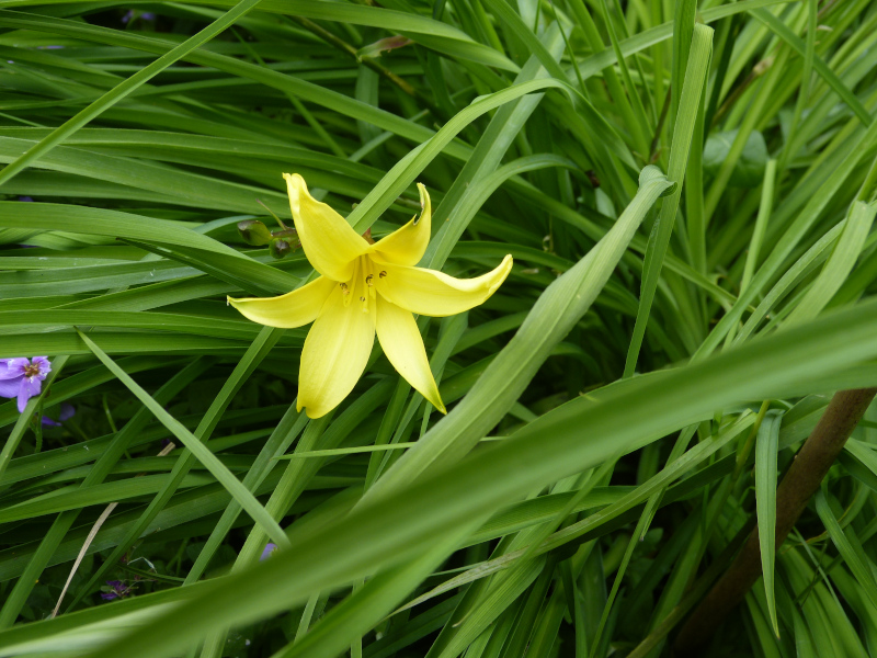 Hemerocallis middendorfii.JPG