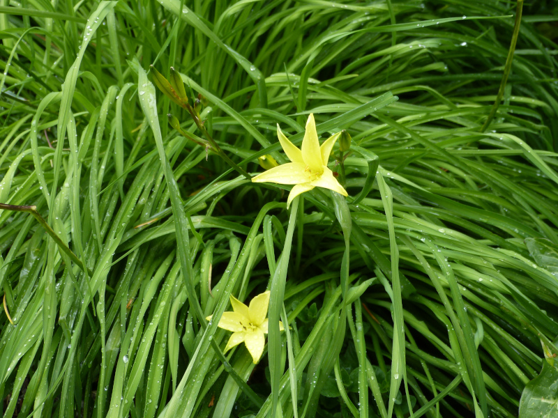 Hemerocallis middendorfii.JPG