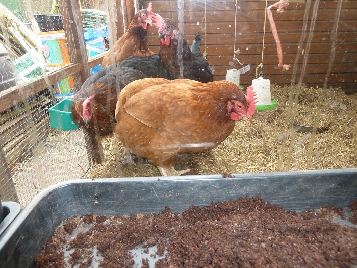 hens beside greenhouse.jpg