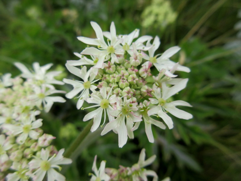 HERACLEUM  SPHONDYLIUM  HOGWEED 24-06-2018 10-48-11.JPG