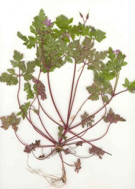 Herb Robert.JPG