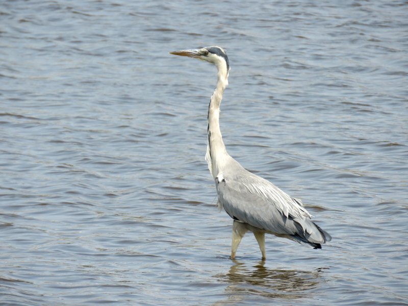 heron.JPG