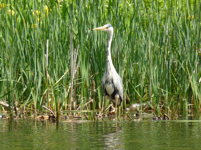 heron.jpg