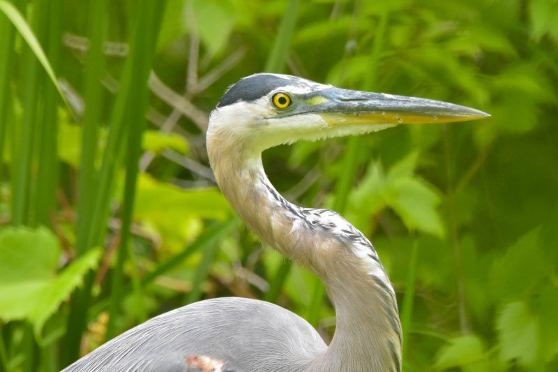 Heron Portrait GC.jpg