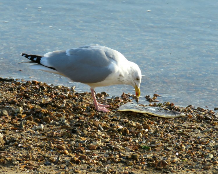 Herring Gull - Baiter.JPG