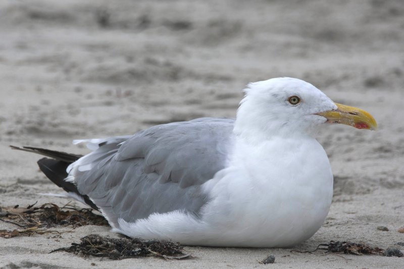 Herring Gull gc.jpg