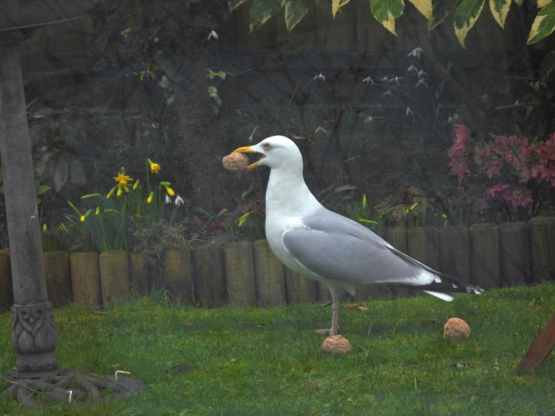 herring Gull.JPG