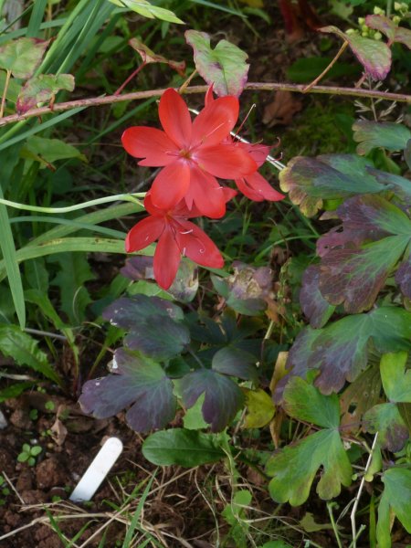 Hesperantha coccinea Major 1.JPG