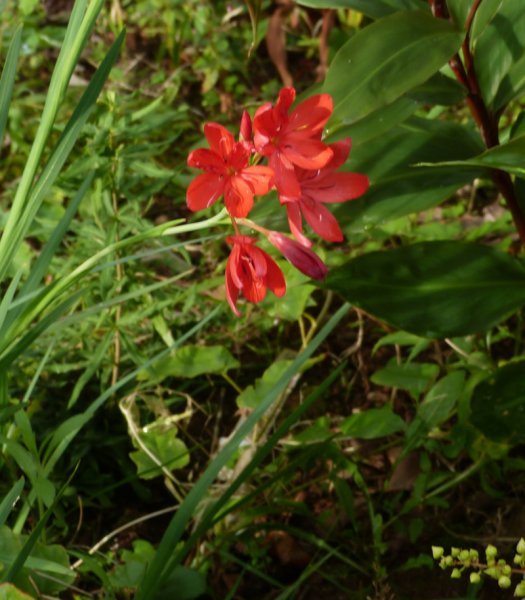 Hesperantha coccinea The Major 2.JPG